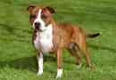 Staffordshire terrier